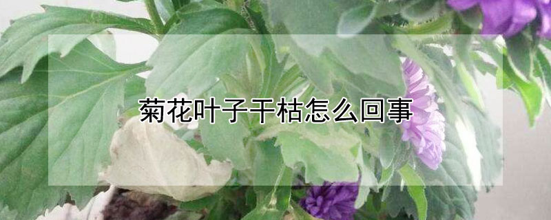 菊花叶子干枯怎么回事