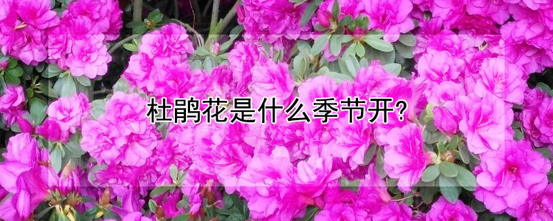 杜鹃花是什么季节开?