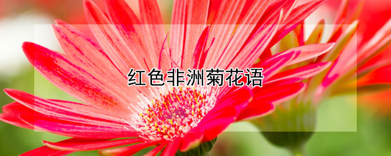 红色非洲菊花语