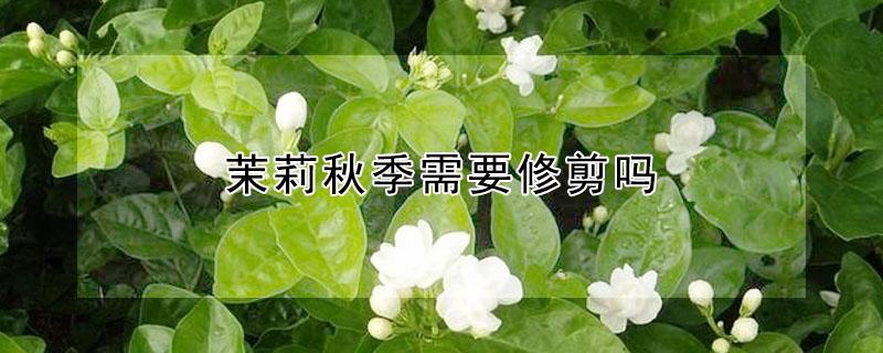 茉莉秋季需要修剪吗