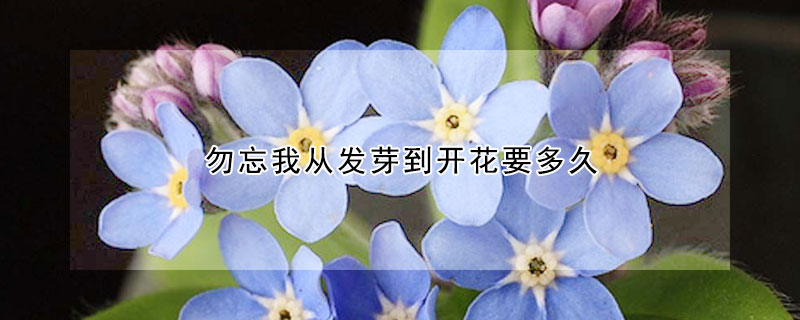 勿忘我从发芽到开花要多久