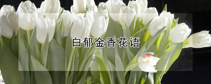 白郁金香花语