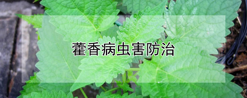 藿香病虫害防治