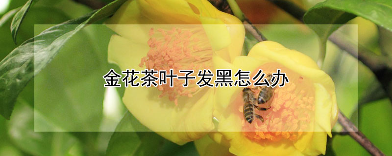 金花茶叶子发黑怎么办（茶花叶尖发黑怎么办）