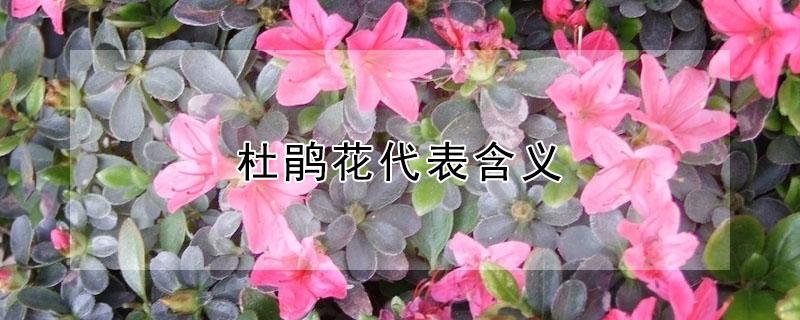 杜鹃花代表含义