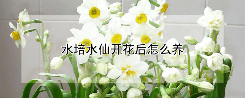 水培水仙开花后怎么养