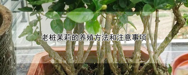 老桩茉莉的养殖方法和注意事项