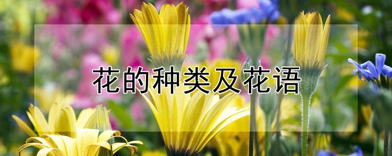 花的种类及花语