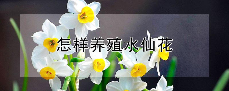 怎样养殖水仙花