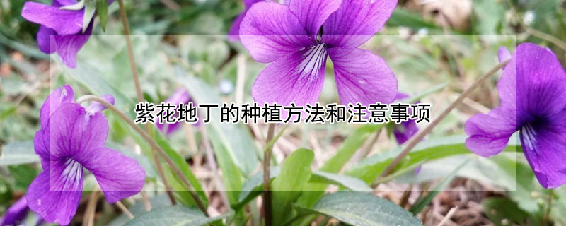 紫花地丁的种植方法和注意事项（紫花地丁的养殖方法）