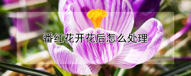 番红花开花后怎么处理