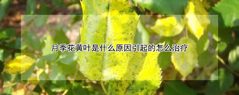 月季花黄叶是什么原因引起的怎么治疗