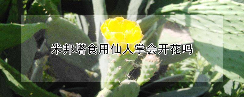 米邦塔食用仙人掌会开花吗