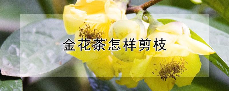 金花茶怎样剪枝