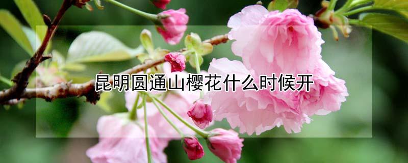 昆明圆通山樱花什么时候开（今年昆明圆通山樱花开了吗）