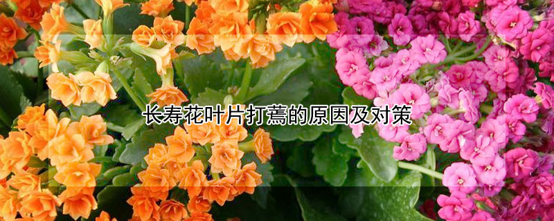 长寿花叶片打蔫的原因及对策（长寿花叶片发蔫）