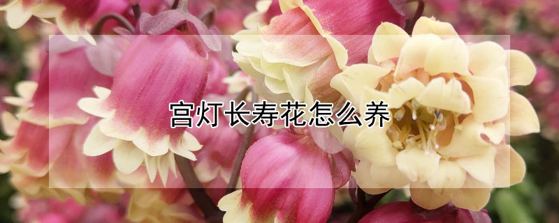 宫灯长寿花怎么养