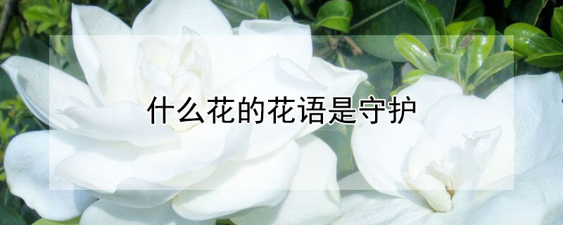 什么花的花语是守护