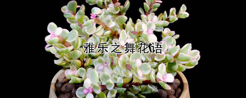 雅乐之舞花语