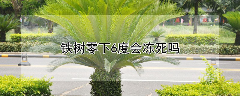 铁树零下6度会冻死吗