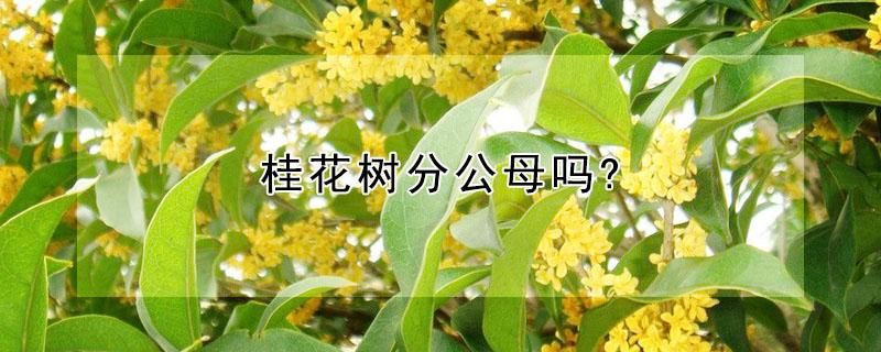 桂花树分公母吗?