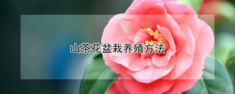 山茶花盆栽养殖方法