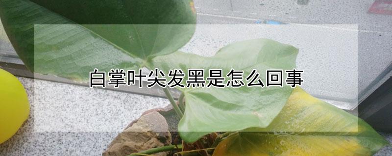 白掌叶尖发黑是怎么回事