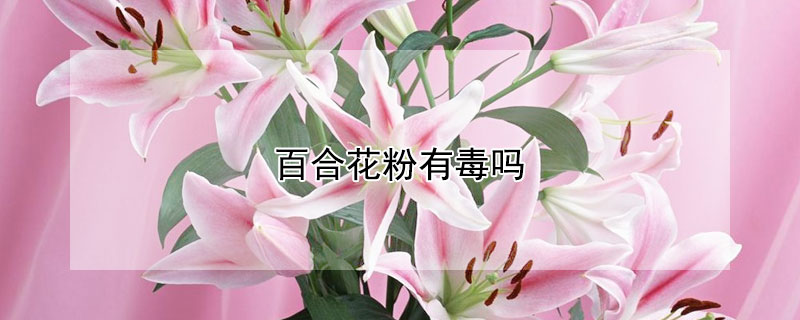 百合花粉有毒吗