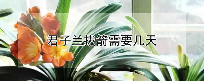 君子兰拔箭需要几天