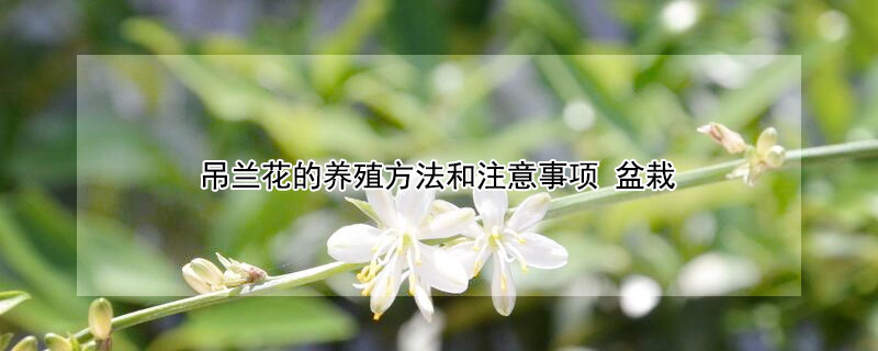 吊兰花的养殖方法和注意事项 盆栽