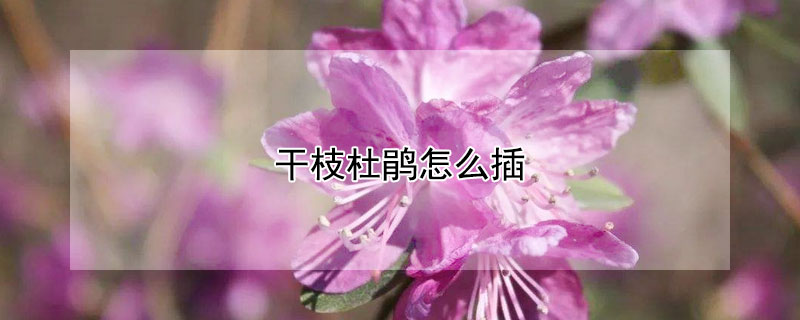 干枝杜鹃怎么插