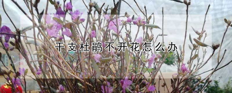 干支杜鹃不开花怎么办