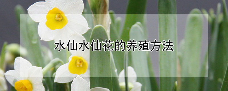 水仙水仙花的养殖方法 水仙花的种养方法