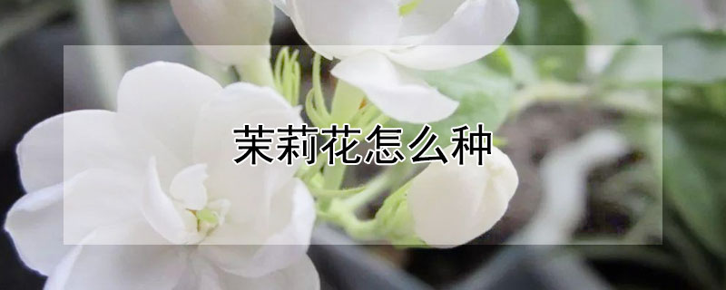 茉莉花怎么种