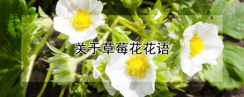 关于草莓花花语