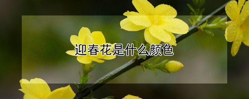 迎春花是什么颜色