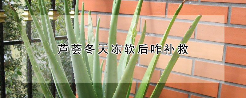 芦荟冬天冻软后咋补救