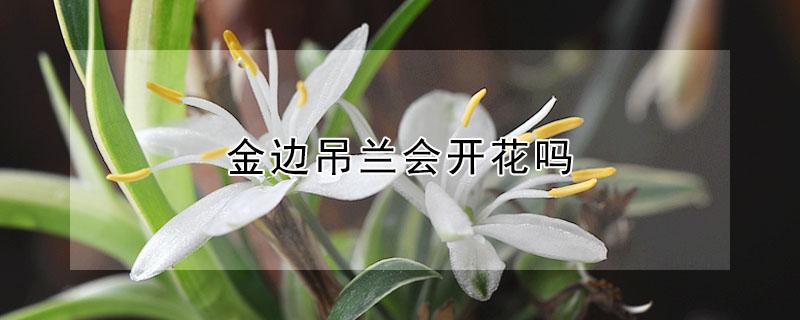 金边吊兰会开花吗