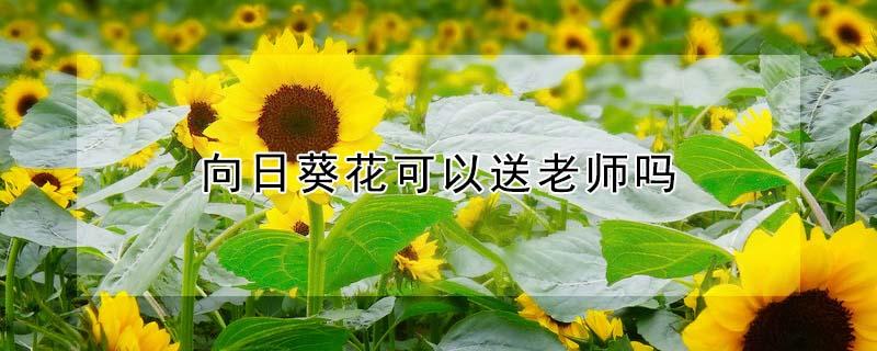 向日葵花可以送老师吗