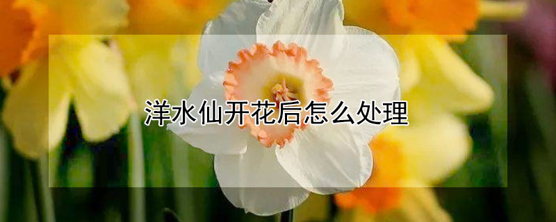 洋水仙开花后怎么处理 洋水仙花开完花以后怎么处理