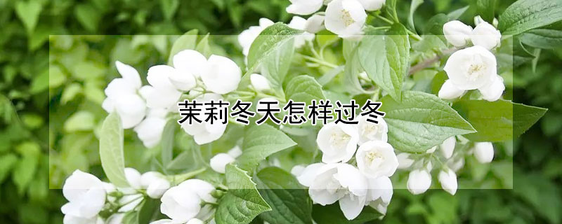 茉莉冬天怎样过冬