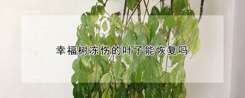 幸福树冻伤的叶子能恢复吗