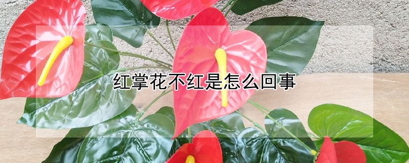 红掌花不红是怎么回事