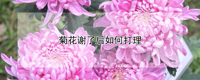 菊花谢了后如何打理