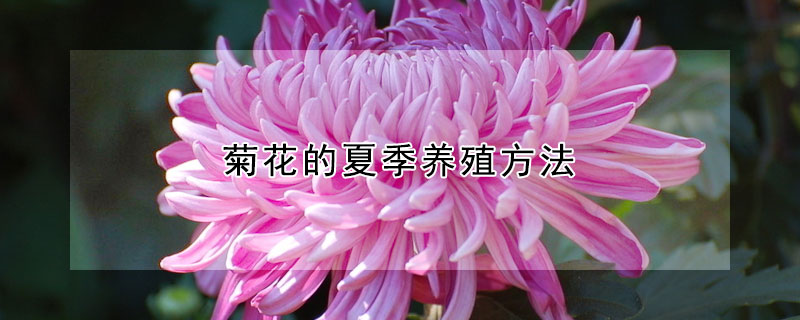 菊花的夏季养殖方法