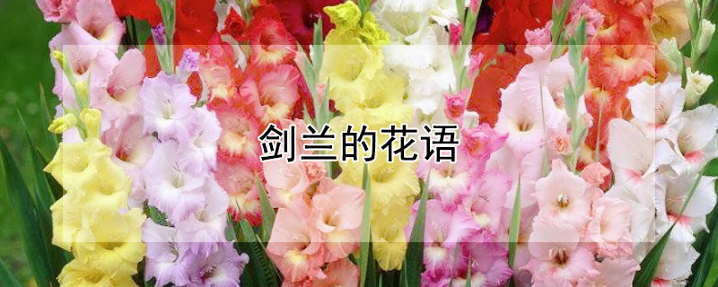 剑兰的花语