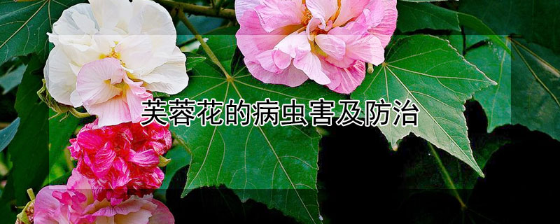 芙蓉花的病虫害及防治