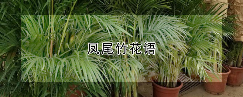 凤尾竹花语