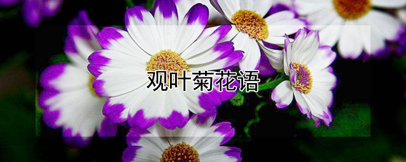 观叶菊花语 细叶菊花语