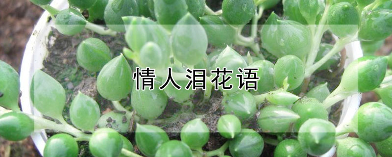 情人泪花语（情人的眼泪花语）